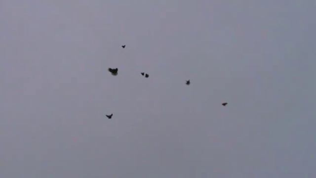 Николаевские голуби торцовые красные смотреть онлайн