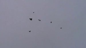 Николаевские голуби торцовые красные