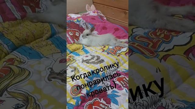 Кролику понравилась кровать) смотреть онлайн