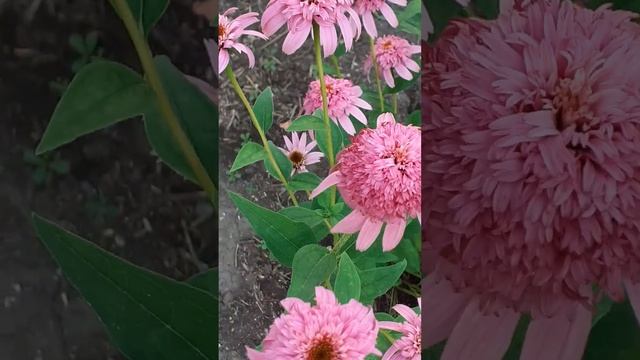 Эхинацея махровая смотреть онлайн
