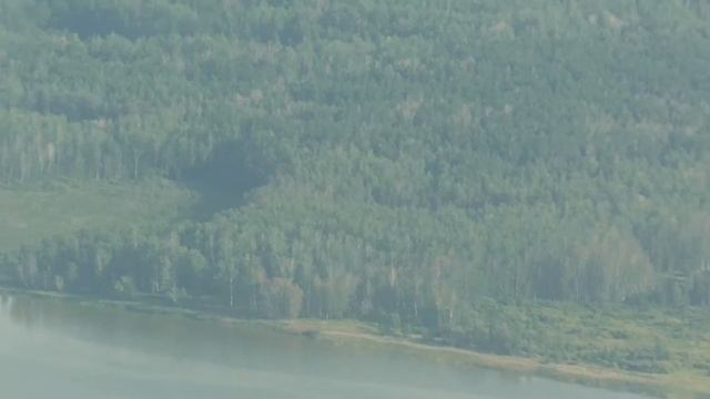 Березы восстановившиеся после объедания непарного шелкопряда смотреть онлайн