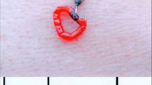 ? КАК НАСАЖИВАТЬ МОТЫЛЯ НА КРЮЧОК?