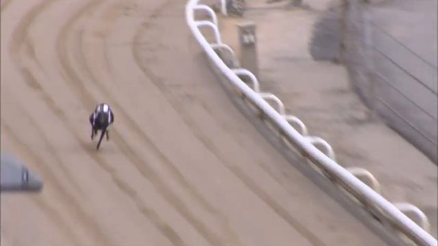 Greyhound 2023- 26.06.2023 Trial 2 смотреть онлайн