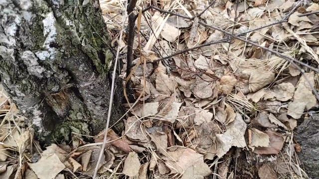 КАК СОБРАТЬ БЕРЕЗОВЫЙ СОК!/КАК ВЫБРАТЬ БЕРЕЗУ! #каксобратьберезовыйсок смотреть онлайн