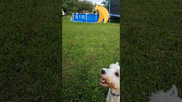 West higlander terrier-Jump смотреть онлайн