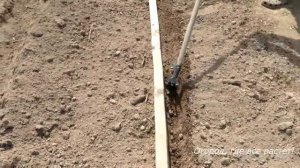 184. Посадка картошки и обработка от фитофторы.