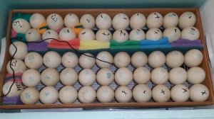 Инкубатор Блиц Матрица-Дели. Инкубация муларда. Закладка яйца - маленький эксперимент)