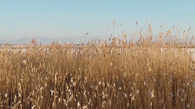 Отшельничество. Нашествие зайцев, мышей и борьба с унынием смотреть онлайн