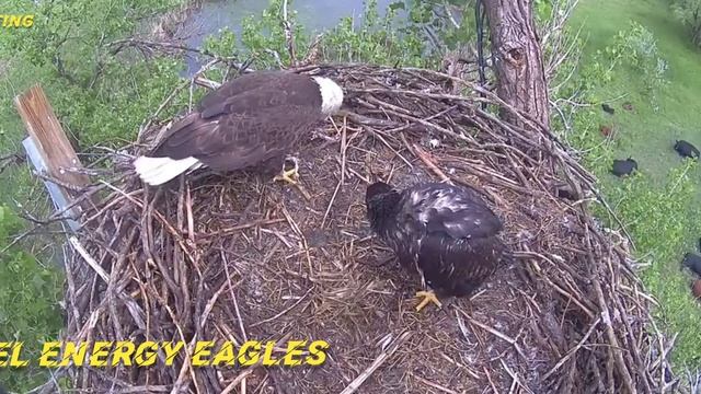 EXCEL ENERGY EAGLES ~ EAGLET ATTACKS PA! ?? 6/3/23 смотреть онлайн