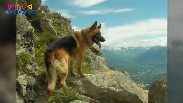 10 самых сильных пород собак смотреть онлайн