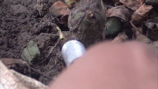 My SECRETS To Get TONS of NEW Growth On Roses смотреть онлайн