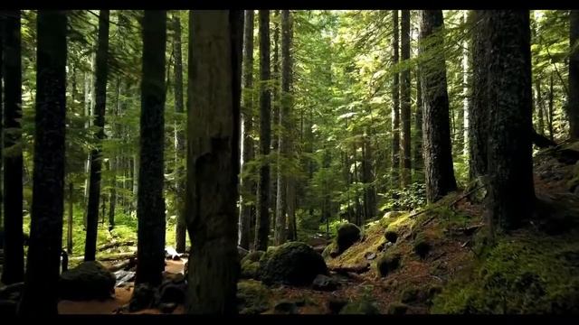 Прогулка по лесу.[Walk In The Woods] Просто включи и на второй минуте получи умиротворение