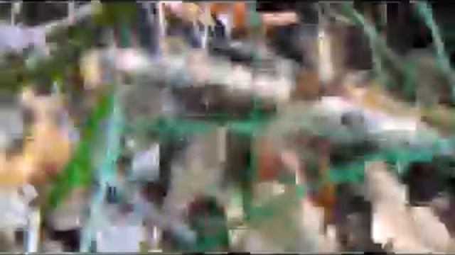 Рядовка надломленная.