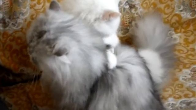 влюблённые коты смотреть онлайн