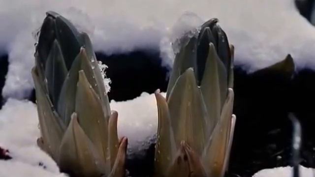 Эремурус. Красивый многолетник для сада. смотреть онлайн