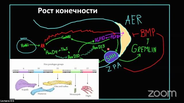 Павел Сальников "Генетика развития конечностей" смотреть онлайн