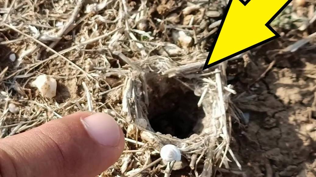 Крымский тарантул. #сезонконтентаRUTUBE