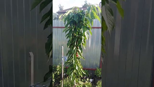 Черешня колоновидная Сильвия и Хельга. 29 июня 2020. 3 й год после посадки. смотреть онлайн