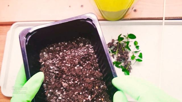 Мурайя - выращиваем дома! смотреть онлайн