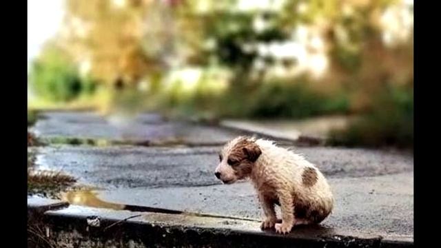 Щенок смотреть онлайн