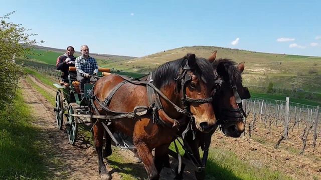 Riding on our Carriage beside the vineyard смотреть онлайн