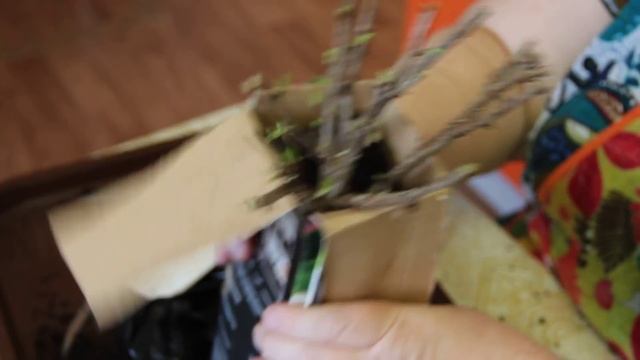 Саженцы: как правильно выбрать и сохранить. (11.02.16 г.)