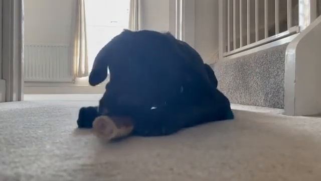 Олений рог для Лабрадора смотреть онлайн