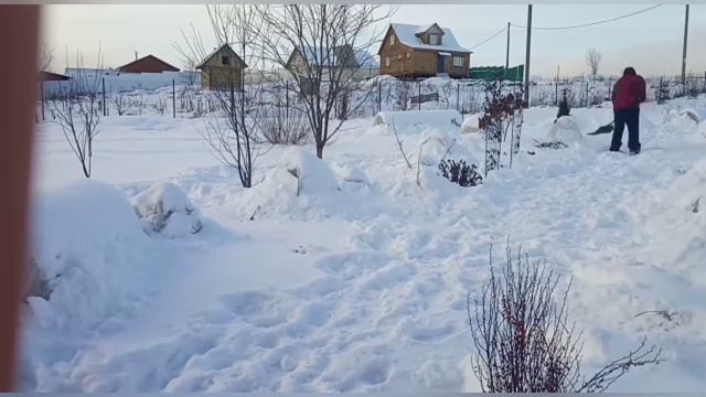 Поездка на дачу, показываю, как зимуют закрытые снегом розы