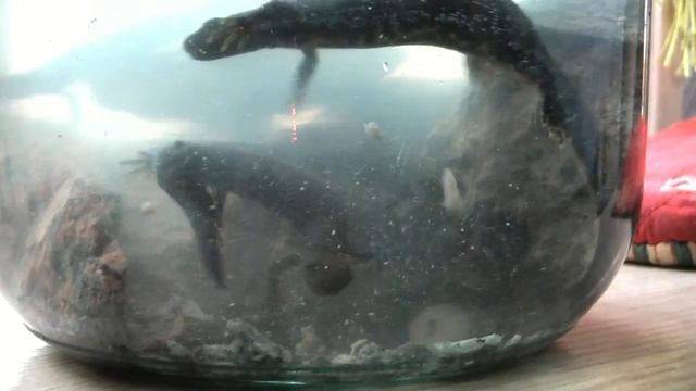 Тритоны дома ? вы такого еще не видели ? кормление тритонов