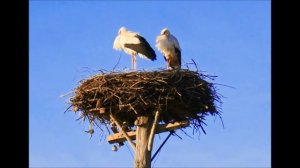 Ознакомление с окружающим. Журавль, аист, цапля. Часть 5