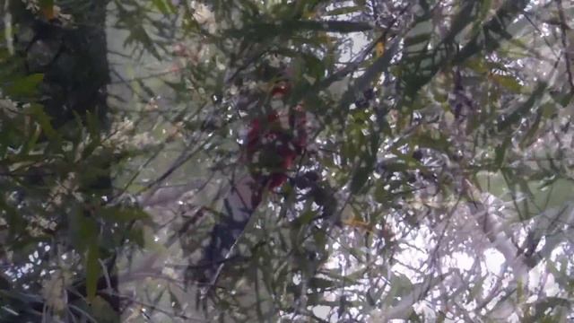 Stunning Crimson Rosellas - Rare Visitors to our Backyard смотреть онлайн