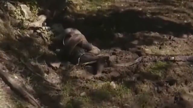 ЭКСПЕРИМЕНТ: АНАКОНДА СЪЕДАЕТ ЧЕЛОВЕКА смотреть онлайн