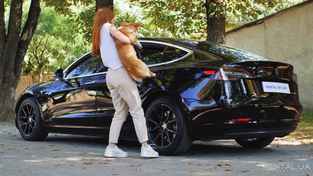 Знаете, о чём мечтают корги? смотреть онлайн