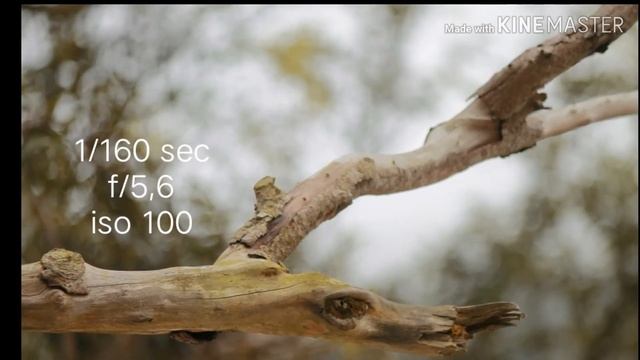 Hasil Foto Canon Eos 1100d смотреть онлайн