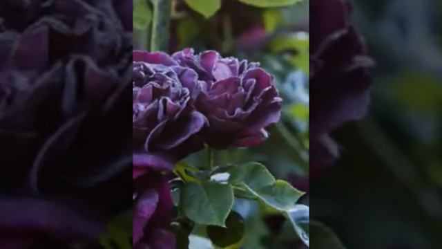 Rose 6 смотреть онлайн
