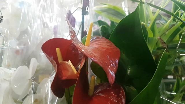 Уценка растений в Гринвилле, Новосибирск. смотреть онлайн