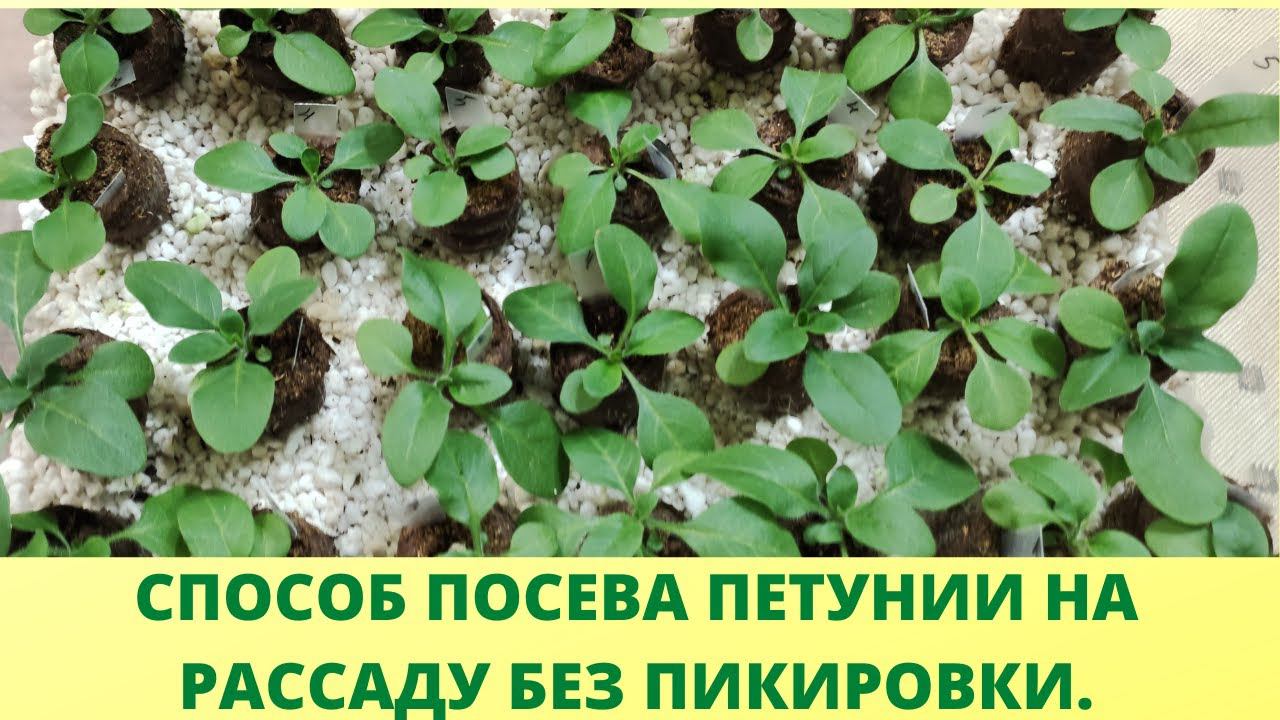 Обязательно сделайте ЭТО при посеве петунии. Рассада будет крепкой и здоровой. Посев без пикировки. смотреть онлайн