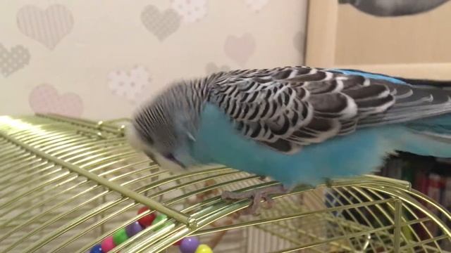 Как говорят попугаи. Волнистый попугай Тоша. Попугай говорит. Говорящий Тоша. Пушистик Он-Лайф. смотреть онлайн