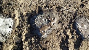 Сажаем ДЫНЮ Медовую. Как ВЫРАСТИТЬ ДЫНЮ