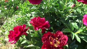 Пион ОЛД ФЕЙФУЛ ? Paeonia OLD FAITHFUL: обзор, описание, цветение, отзыв