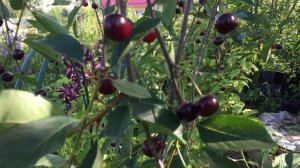 Вишня Владимирская