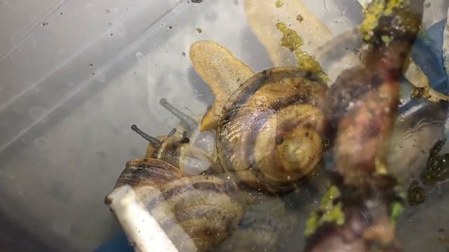 Спаривание улиток караколусов. Караколусы. Древесные улитки смотреть онлайн