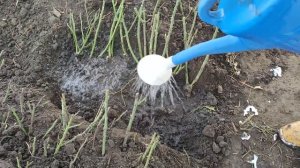 Как сохранить саженцы роз до весны. Делаем прикоп в теплице.