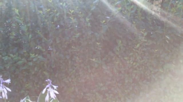 Мой сад смотреть онлайн