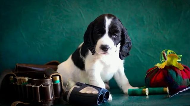 hunting dogs смотреть онлайн