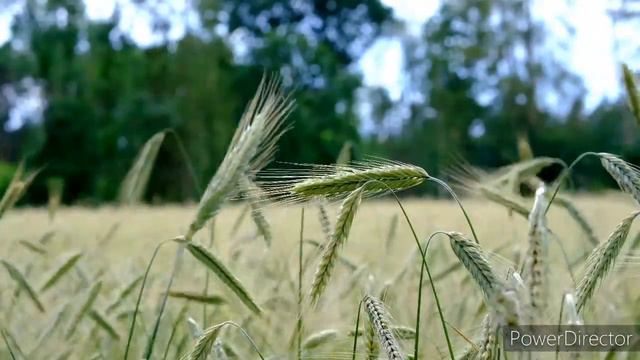 Между первой и второй... смотреть онлайн