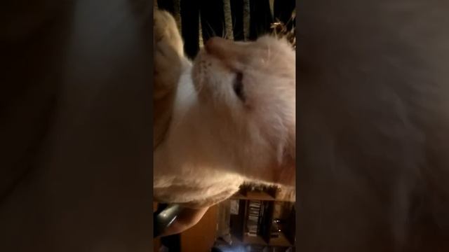 Белая кошка с голубыми глазами Буся смотреть онлайн