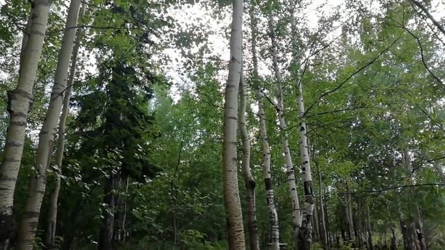 Лесные озера возле Радужного смотреть онлайн