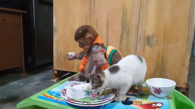 Happy New Year 2021 Monkey Sam Asher Jr Sunny loves to everyone all смотреть онлайн