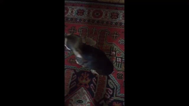 ❗️амонг ас ❗️с животными 🐶🐹 смотреть онлайн
